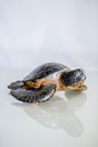 sea turtle